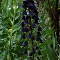Persische Schachblume - Fritillaria persica - Bakker