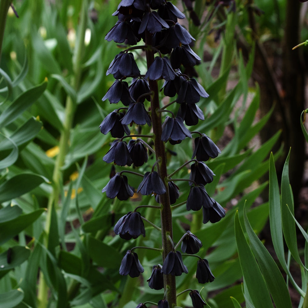 Persische Schachblume - Fritillaria persica - Bakker