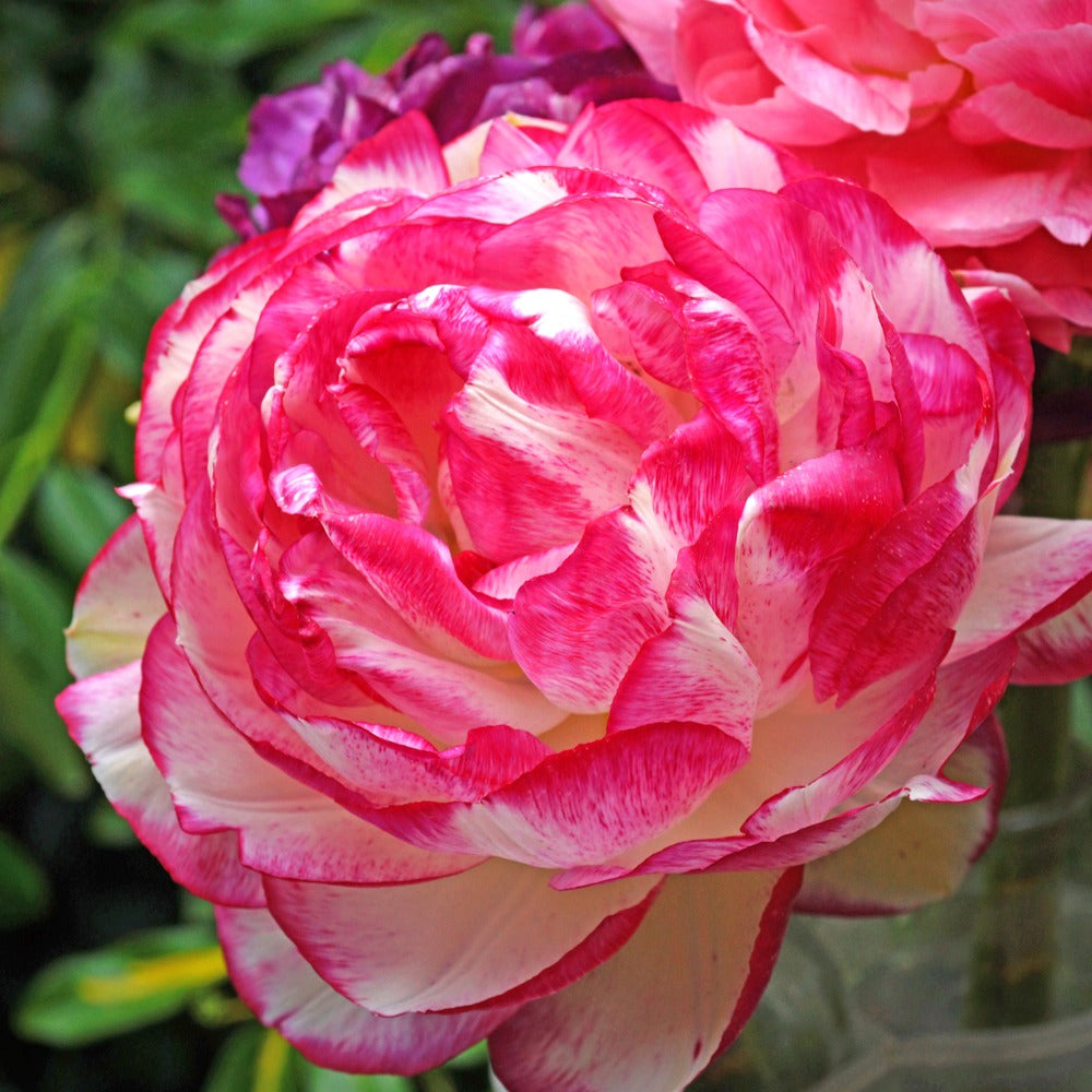Ranunkel Picotee Pink (x12) - Ranunculus picotee pink - Bakker