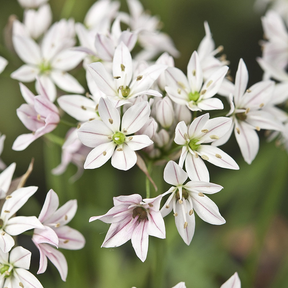 Allium cameleon - Zierlauch ‘Chameleon’ (x25) - Allium-Zwiebeln