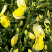 Besenginster Luna - Cytisus scoparius luna - Bakker