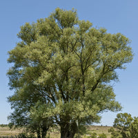 Silberweide - Bakker
