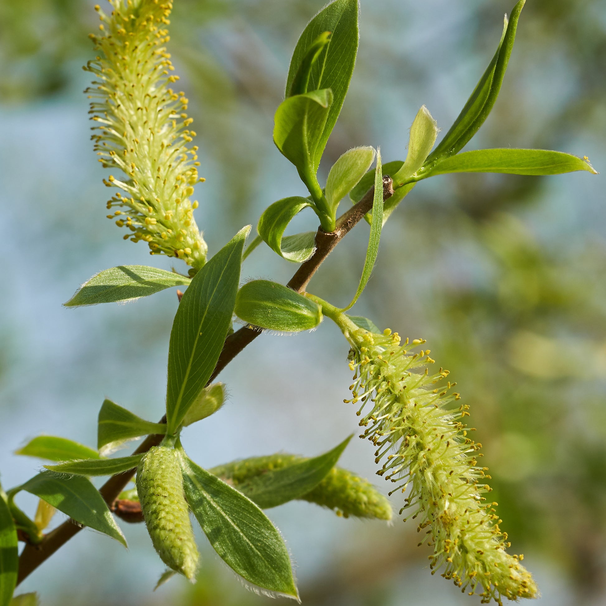 Weide - Silberweide - Salix alba