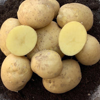 Kartoffel ‘Étincelle’ (x25) - Bakker