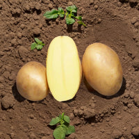 Kartoffel ‘Osiris’ Bio (x25) - Solanum tuberosum osiris - Bakker