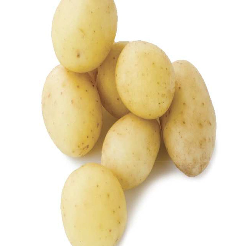 Penni-Kartoffeln (x25) - Bakker