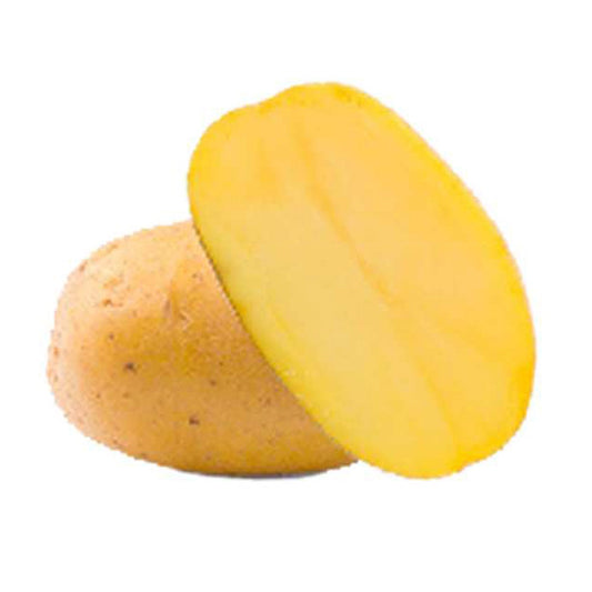Goldmarie Kartoffeln BIO (x25) - Bakker