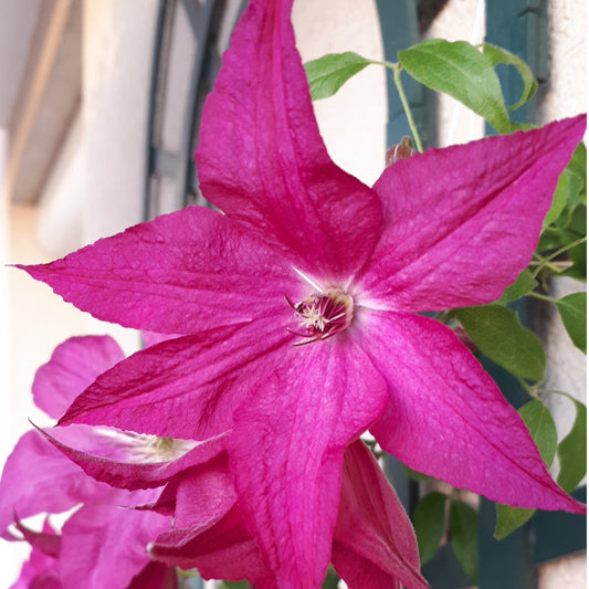 Waldrebe ‘Nancy’ (Jour de la Terre®) - Bakker