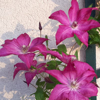 Clematis integrifolia nancy jour de la terre®clemi - Waldrebe ‘Nancy’ (Jour de la Terre®) - Clematis