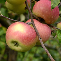 Apfelbaum Melrose - Malus domestica melrose - Bakker
