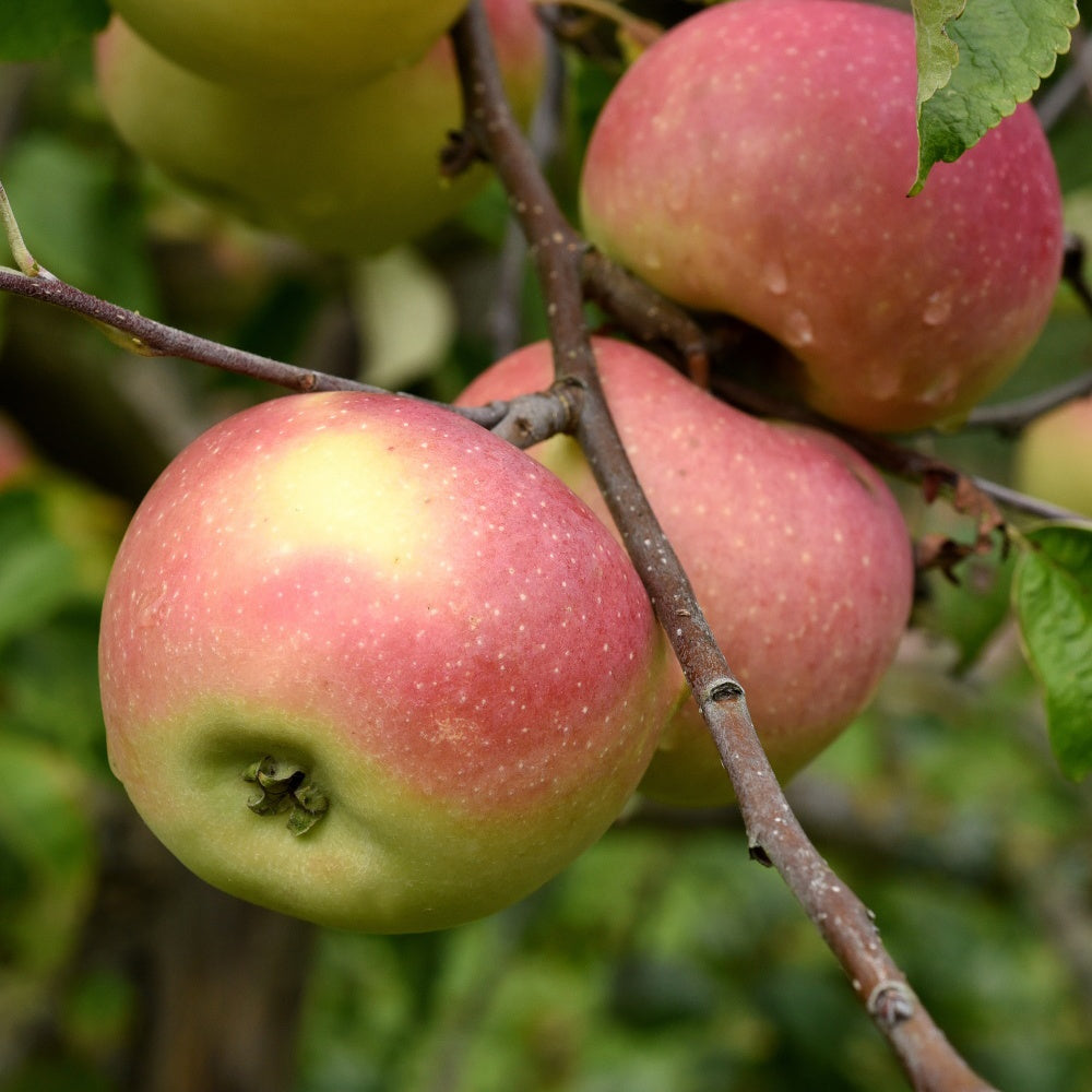 Apfelbaum Melrose - Malus domestica melrose - Bakker