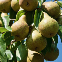 Pyrus communis abate fetel - Birnbaum Abate Fetel - Birnbäume