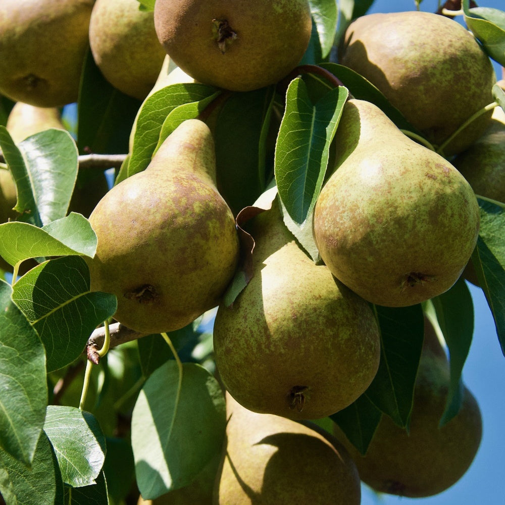 Pyrus communis abate fetel - Birnbaum Abate Fetel - Birnbäume