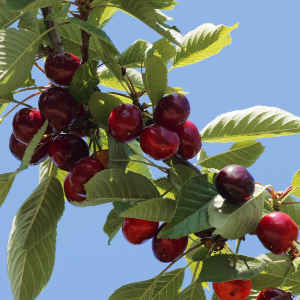 Sauerkirsche 'Montmorency' - Prunus avium griotte de montmorency - Bakker