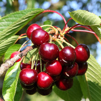 Süßkirsche 'Burlat' - Prunus avium bigarreau hatif burlat - Bakker