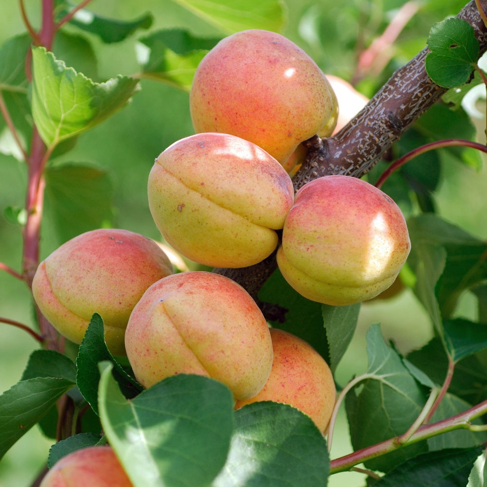 Aprikose 'Rouge du Roussillon' - Bakker