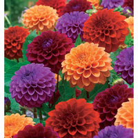 Pompon-Dahlien Mischung (x4) - Bakker