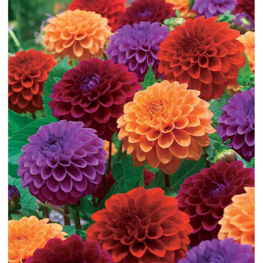 Pompon-Dahlien Mischung (x4) - Bakker