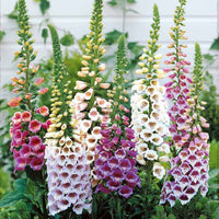 Fingerhut Mischung (x3) - Digitalis purpurea - Bakker