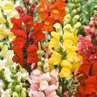 Löwenmaul 'Rainbow' Mischung halbhoch - Antirrhinum majus nanum - Bakker