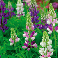 Hartweger Lupine einjährig in Mischung - Bakker