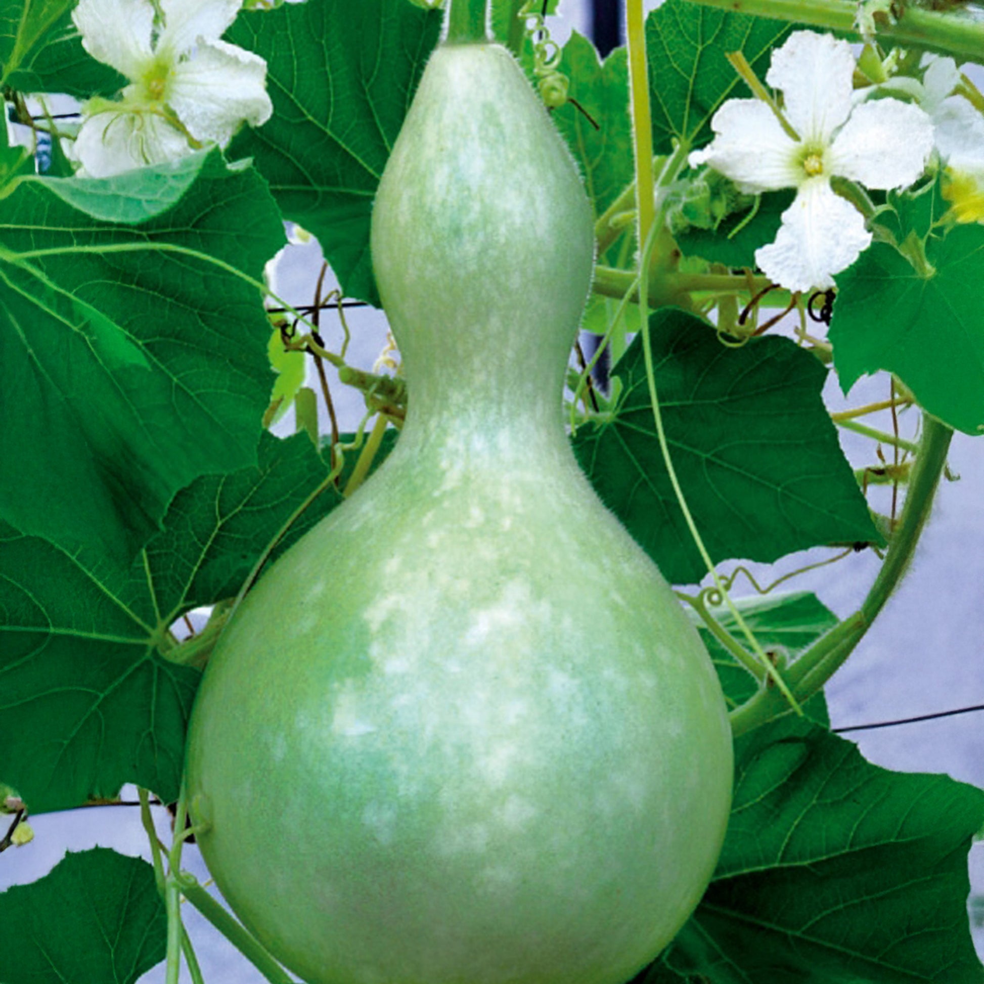Flaschenkürbis - Cucurbita siceraria  gourde bouteille - Bakker