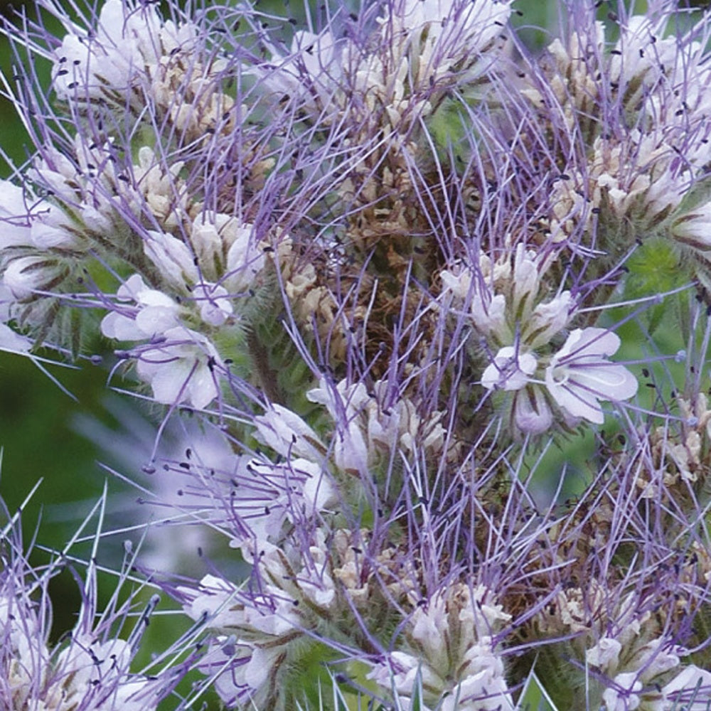 Verkauf Phacelia Bio - Phacelia tanacetifolia