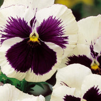 Terrasse und Balkon - Schweizer Riesen Stiefmütterchen Silverbride - Viola x wittrockiana silverbride
