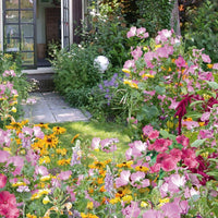 Einjährige Blumenmischung Cottage Garden (5 m²) - Bakker
