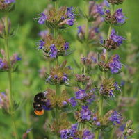 Bio-Bienenweide-Samenmischung - Bakker