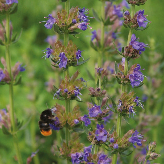 Bio-Bienenweide-Samenmischung - Bakker