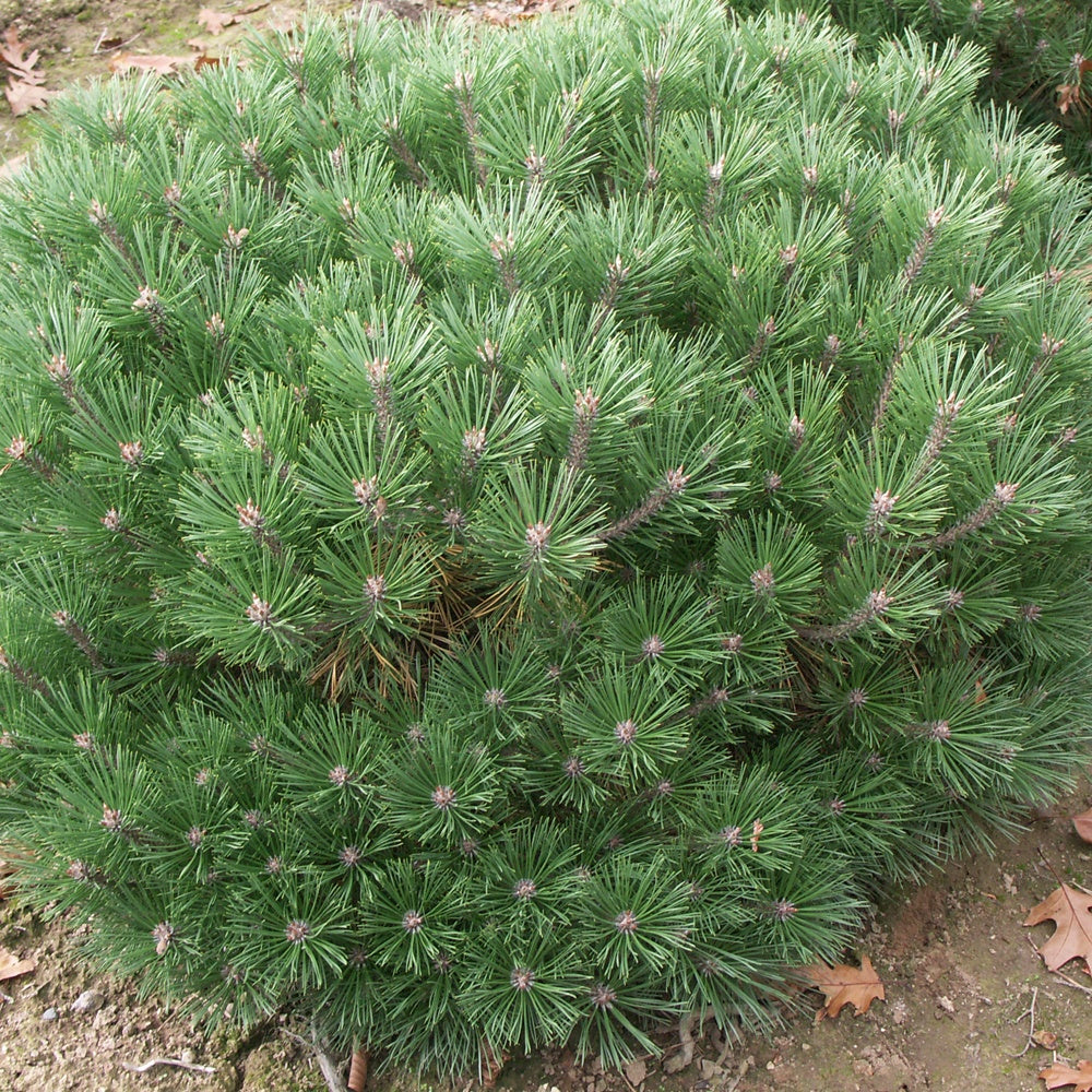 Zwergkiefer Pierrick Brégeon - Pinus nigra Pierrick Brégeon - Bakker