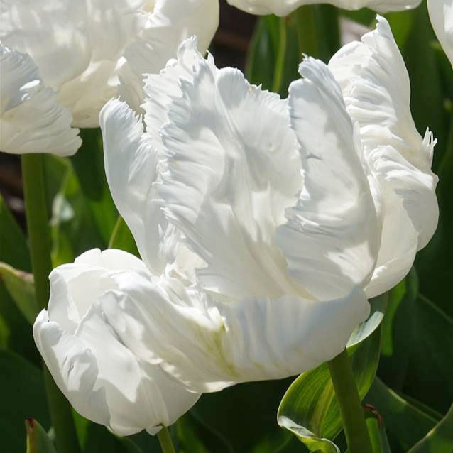 Papageien-Tulpen White Parrot (x7) - Tulipa 'white parrot' - Bakker