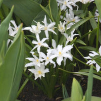 Schneeglanz Luciliae Alba (x20) - Chionodoxa Luciliae Alba - Bakker