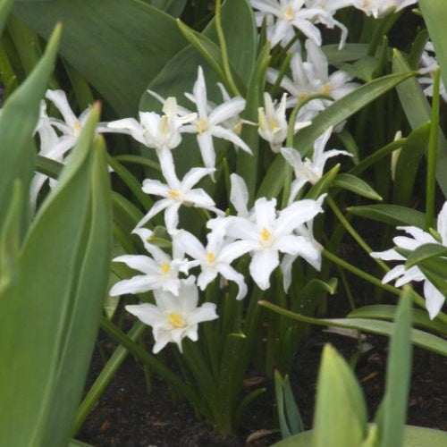 Schneeglanz Luciliae Alba (x20) - Chionodoxa Luciliae Alba - Bakker