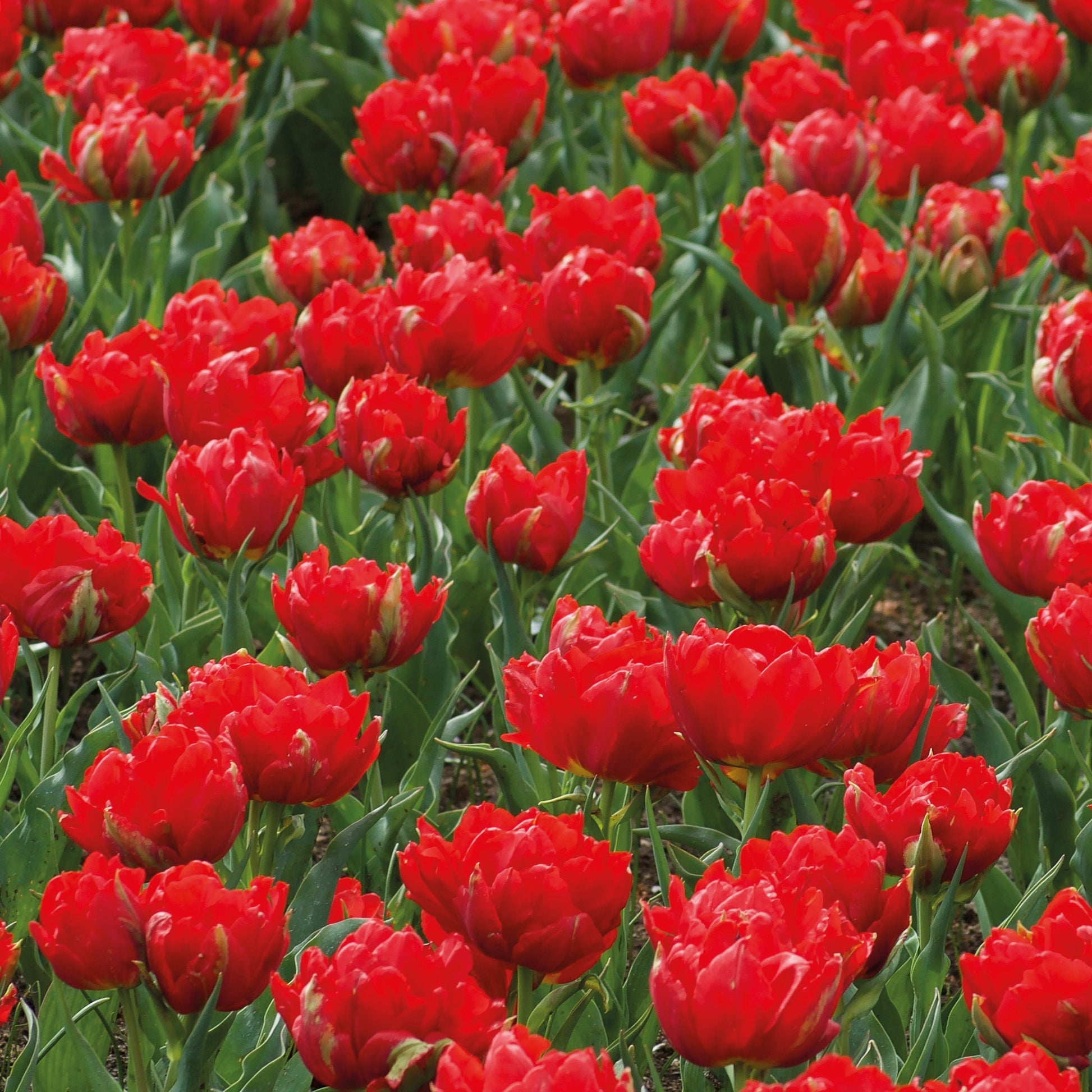 Tulpen ‘Abba’ gefüllt Rot (x7) - Bakker