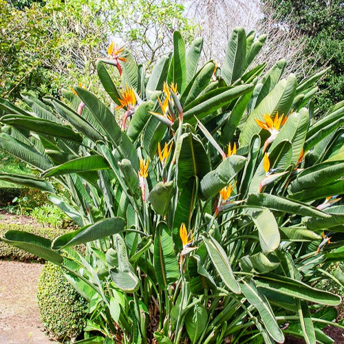 Verkauf Paradiesvogelblume Strelitzia
