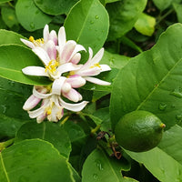 Zitrusfrüchte - Echte Limette - Citrus aurantifolia