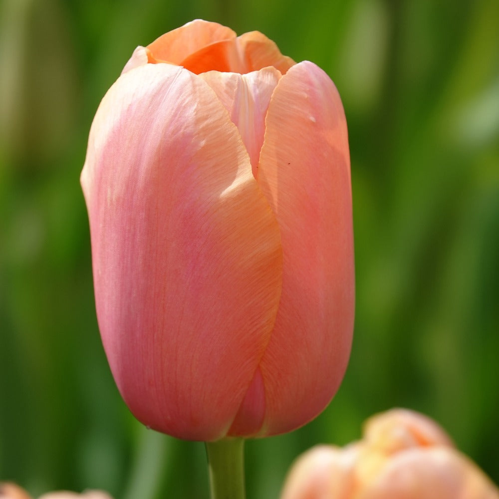 Tulpe 'Menton' (x7) - Tulipa 'menton' - Bakker