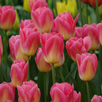 Triumph-Tulpen Tom Pouce - Tulipa 'tom pouce' - Bakker