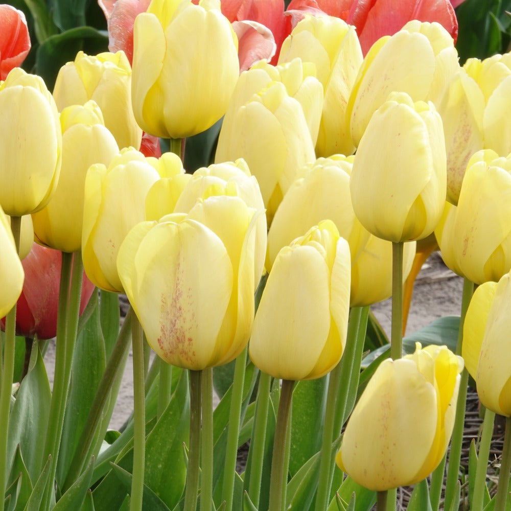 Darwin-Tulpen Golden Parade - Tulipa 'golden parade' - Bakker