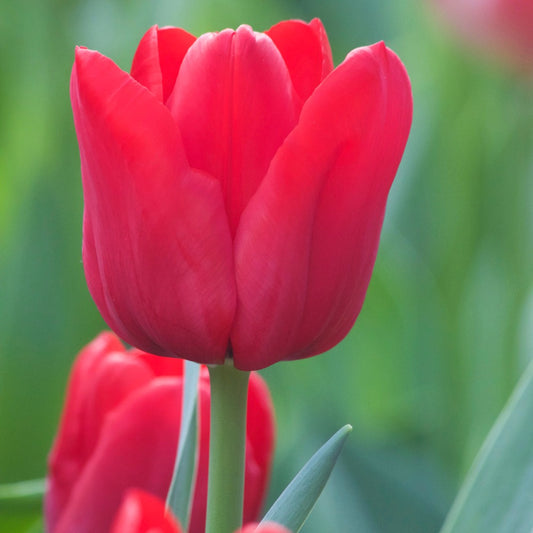 Triumph-Tulpen ‘Ile de France’ (x10) - Bakker
