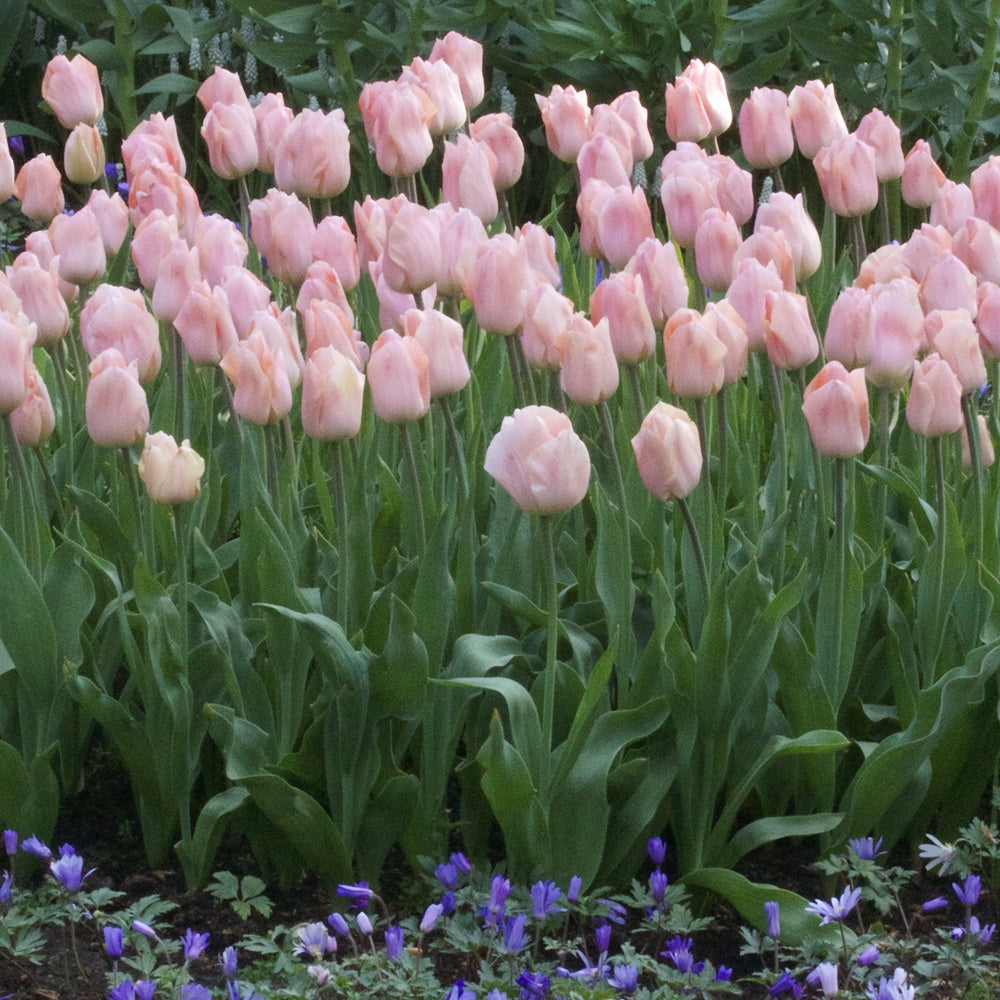 Triumph-Tulpen Apricot Beauty - Tulipa 'apricot beauty' - Bakker