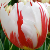 Tulipa 'carnaval de rio' - Triumph-Tulpen ‘Carnaval de Rio’ (x10) - Tulpen-Zwiebeln