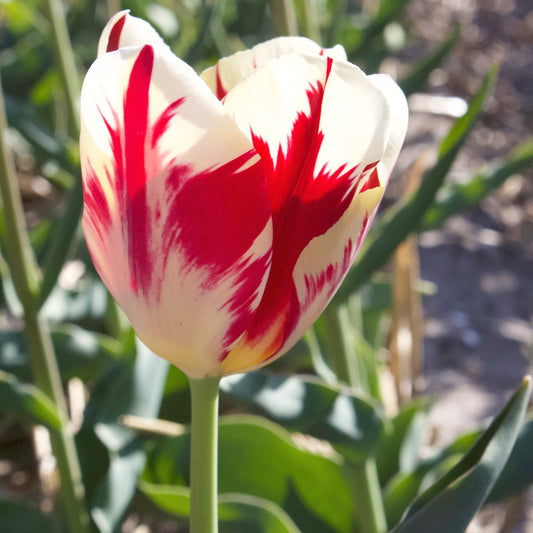 Triumph-Tulpen ‘Carnaval de Rio’ (x10) - Bakker