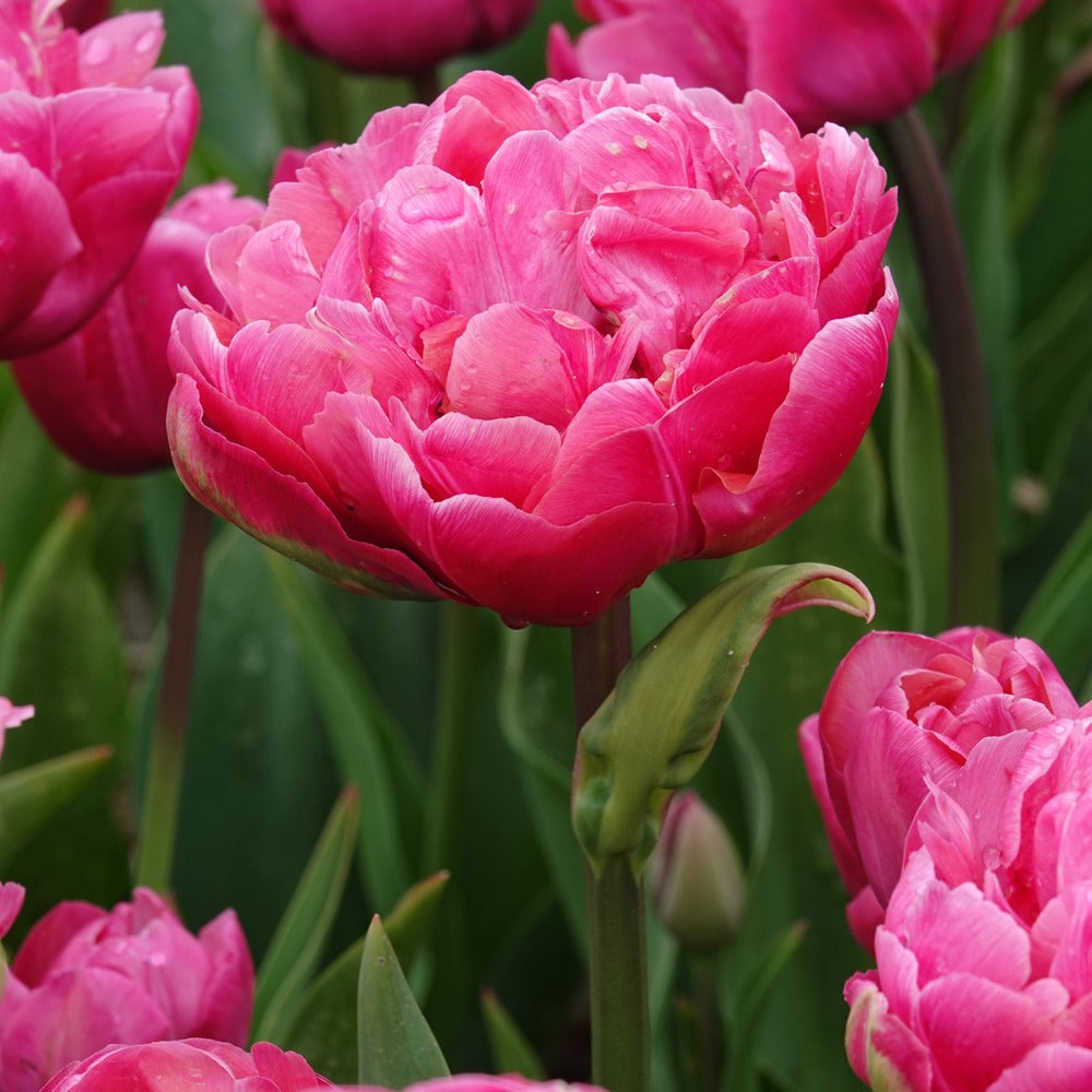 Doppelte Tulpen Amazing Grace - Tulipa 'amazing grace' - Bakker