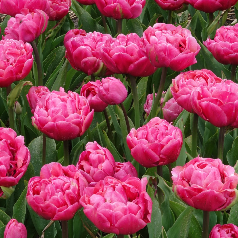 Doppelte Tulpen Amazing Grace - Bakker