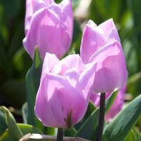 Tulipa 'candy prince' - Triumph-Tulpen Candy Prince - Tulpen-Zwiebeln