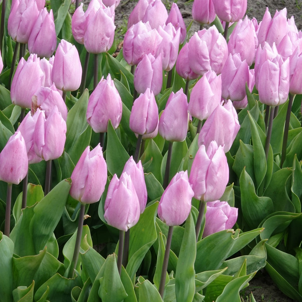 Triumph-Tulpen Candy Prince - Bakker