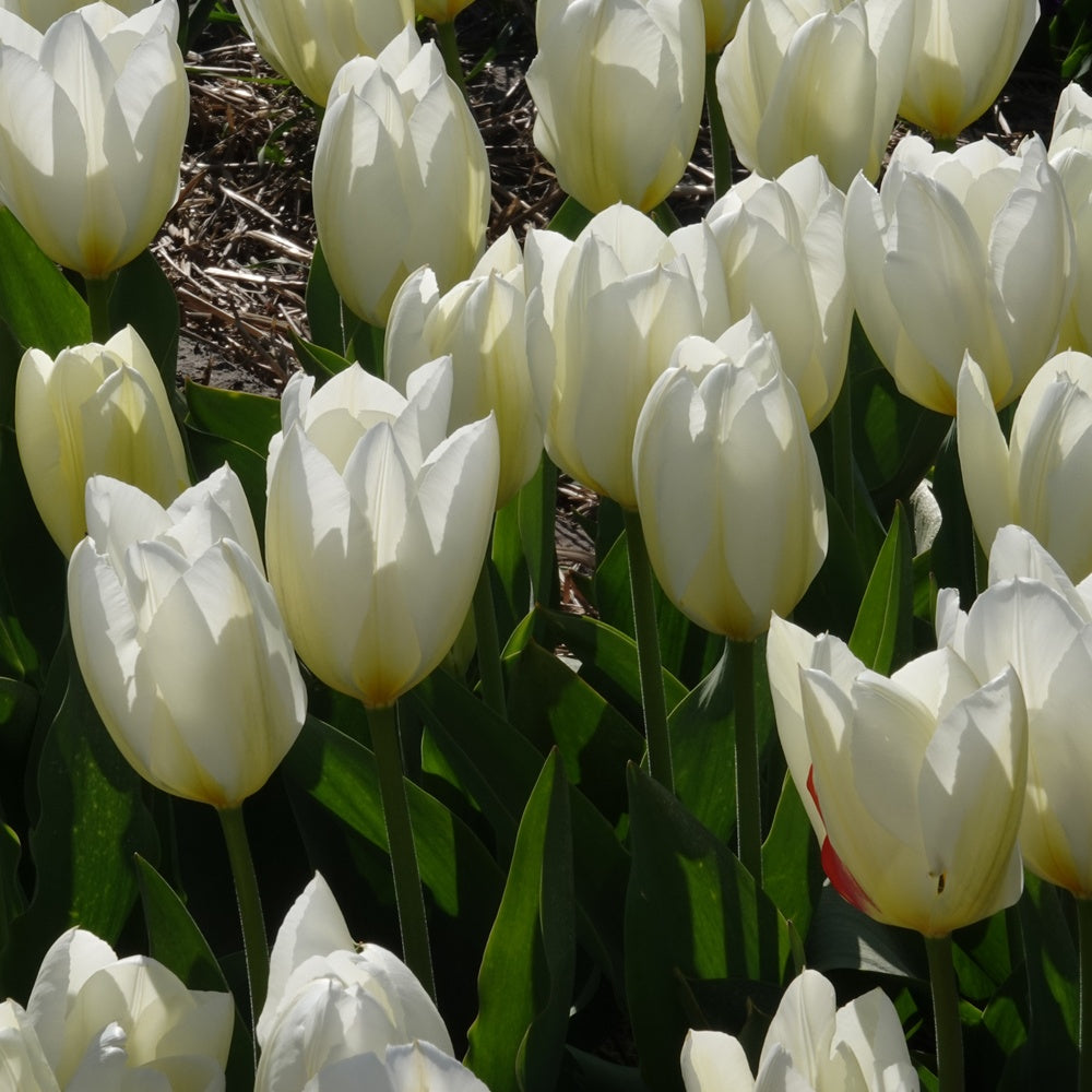 Tulpen-Zwiebeln - Fosteriana-Tulpen Purissima - Tulipa purissima